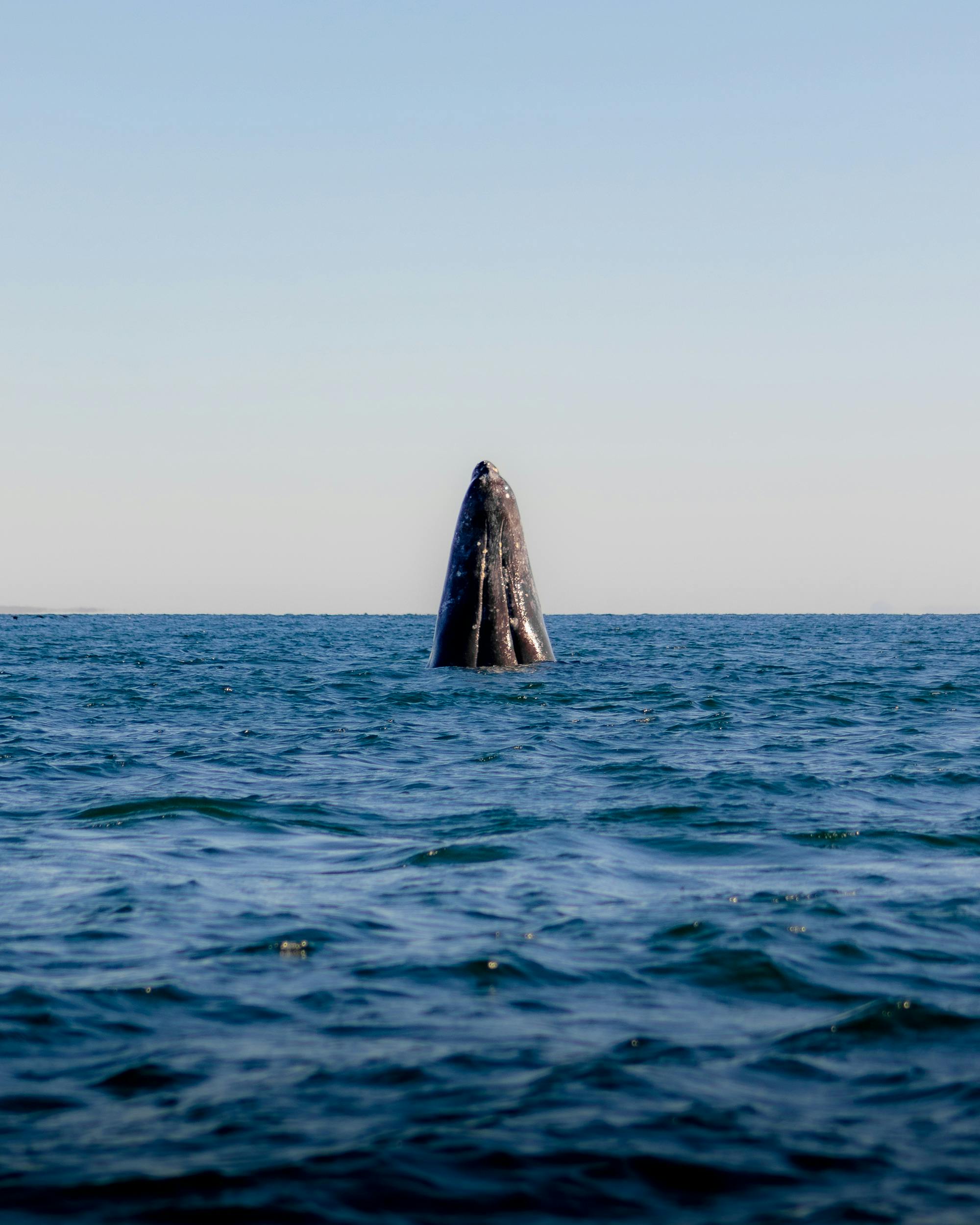 Home Pexels Photo 16159288 16159288