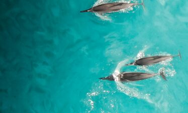 High-angle view of dolphins gliding through clear tropical waters in Hawaii, showcasing serene marine beauty.