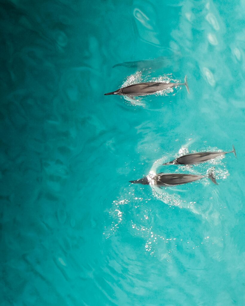 High-angle view of dolphins gliding through clear tropical waters in Hawaii, showcasing serene marine beauty.