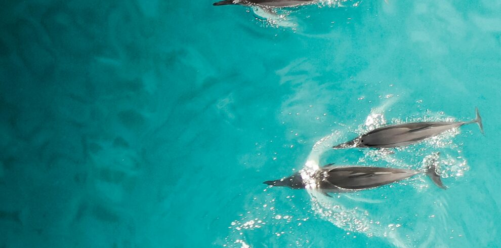 High-angle view of dolphins gliding through clear tropical waters in Hawaii, showcasing serene marine beauty.
